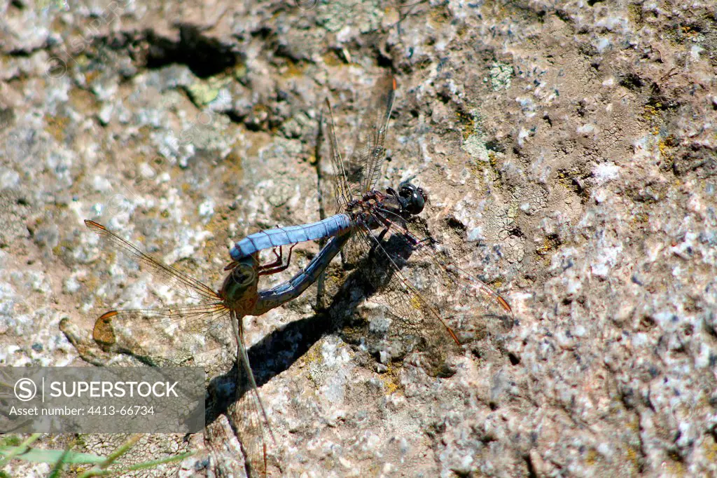 Mating of Black-tailed skimmer on a rock