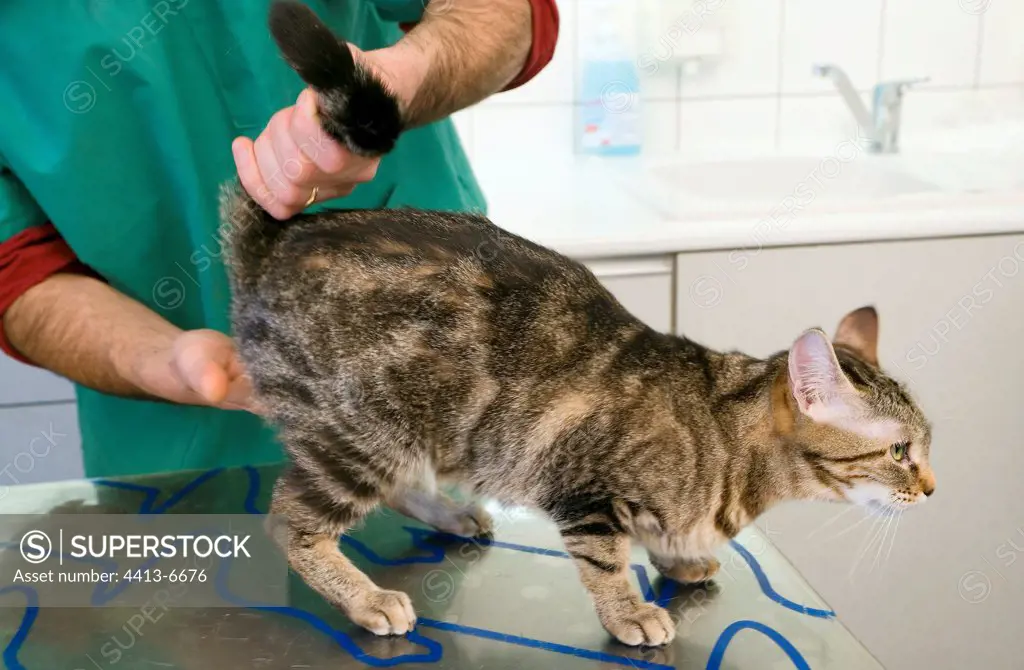Veterinarian auscultating a European cat on table of examin
