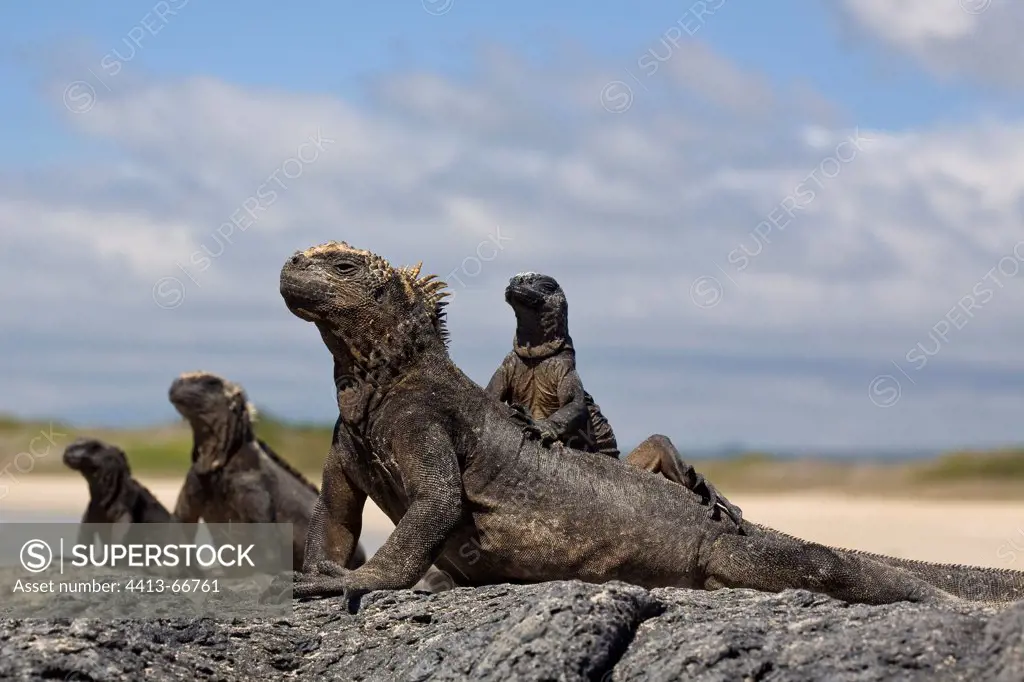 Group of female Marine Iguanas warming itself Galapagos
