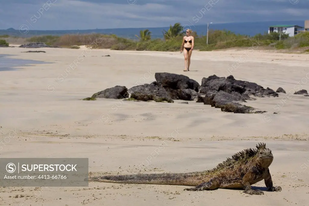 Marine Iguana and a bather on a beach Galapagos