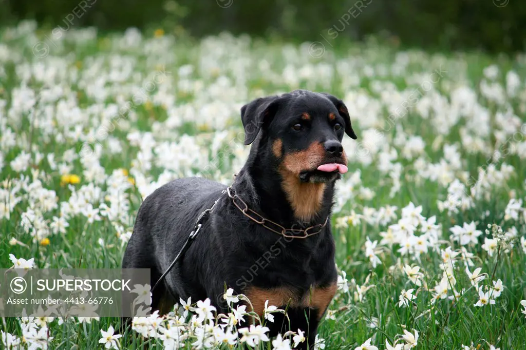 A Rottweiler in a field of flowers