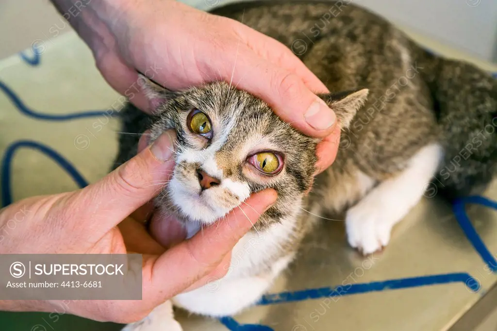 Veterinarian examining European cat eyes France