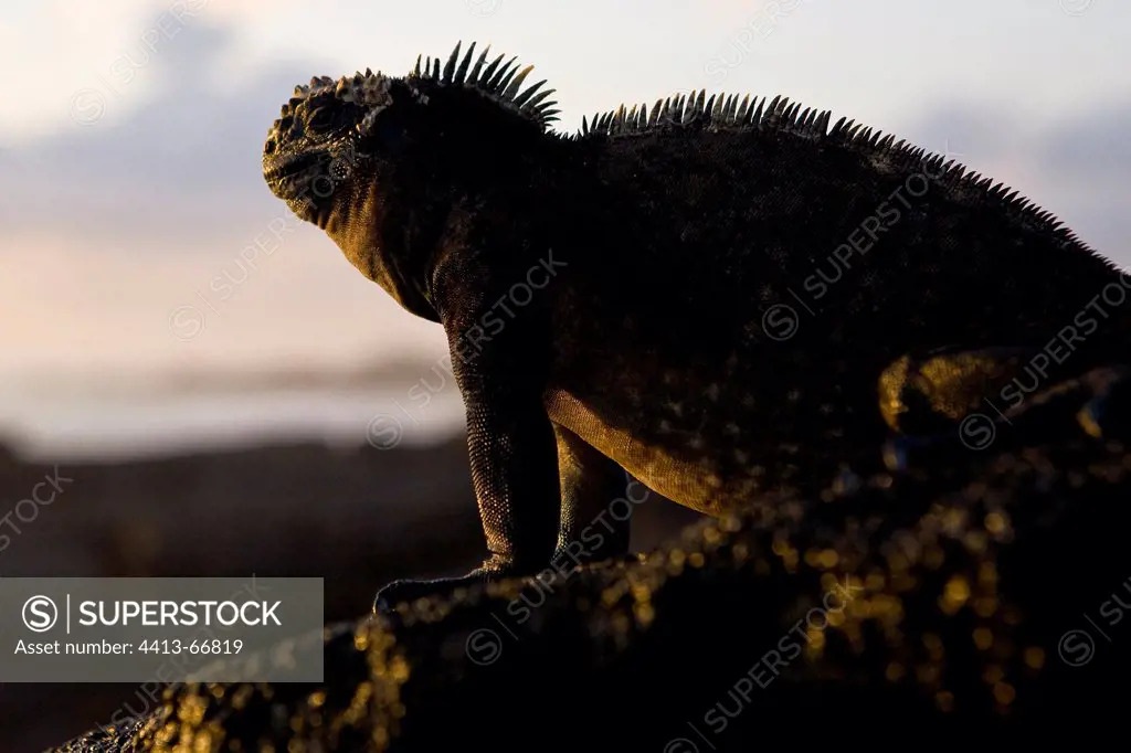 Male Marine Iguana on a rock at twilight Galapagos
