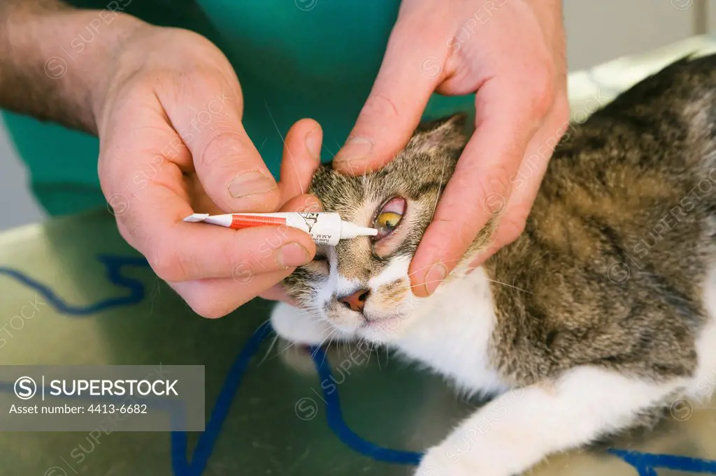 Veterinarian caring an European cat France