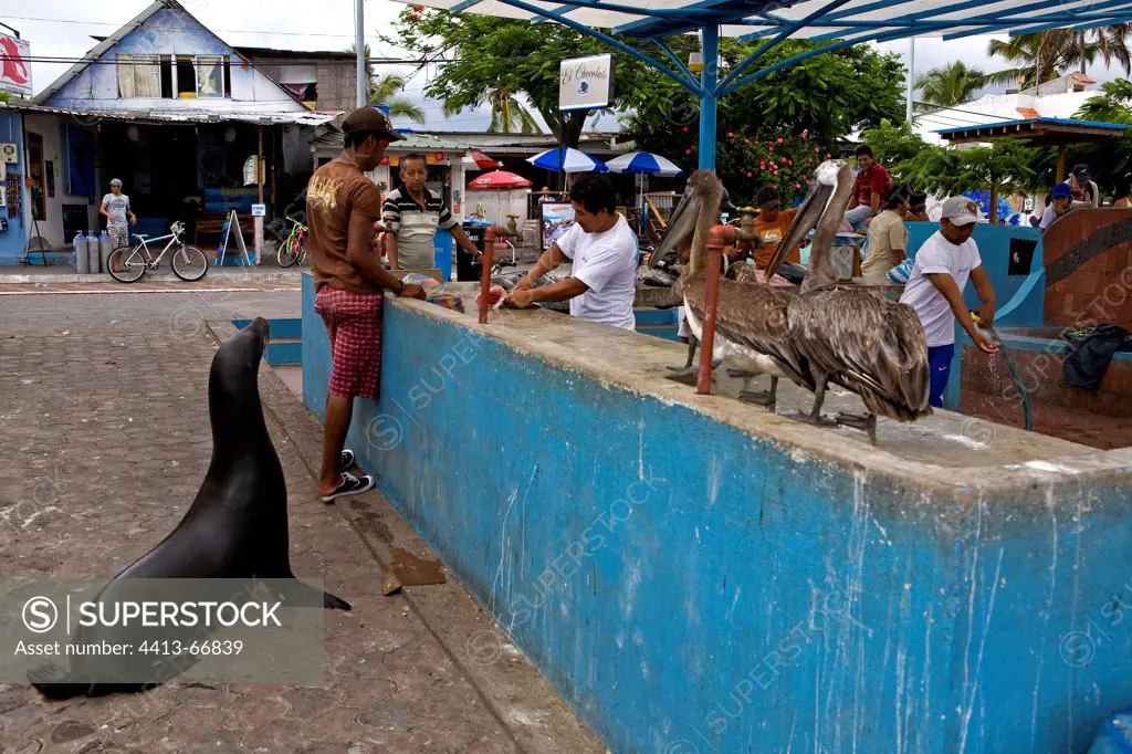 Sea lion and brown pelicans to the fish market Galapagos