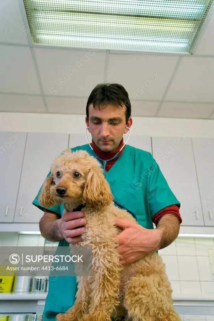 Veterinarian auscultating a poodle with a stethoscope France