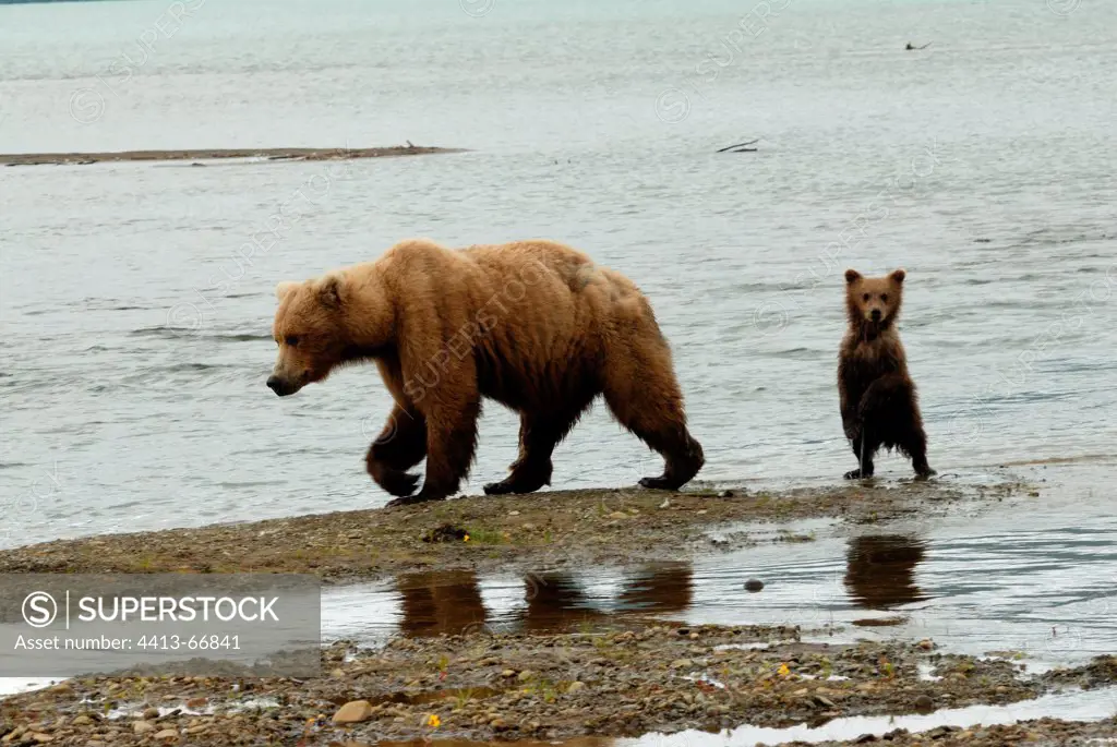 Female Grizzly Bear and cub on a lake Katmai Alaska