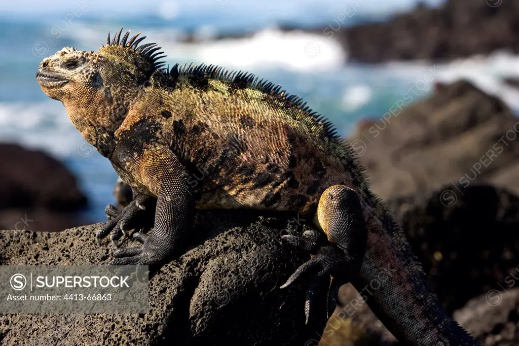 Male Marine Iguana warming on a rock Galapagos