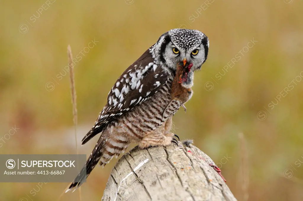 Northern Hawk Owl eating a field mouse on a log Alaska USA