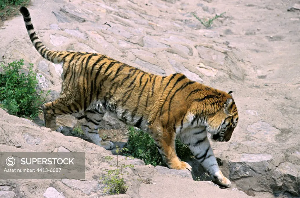 South China Tiger in captivity in the Zoo of Beijing China
