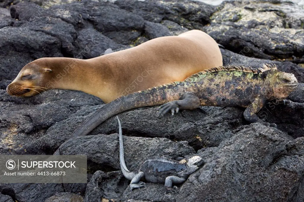 Galapagos sea lion sleeping near marine iguanasGalapagos