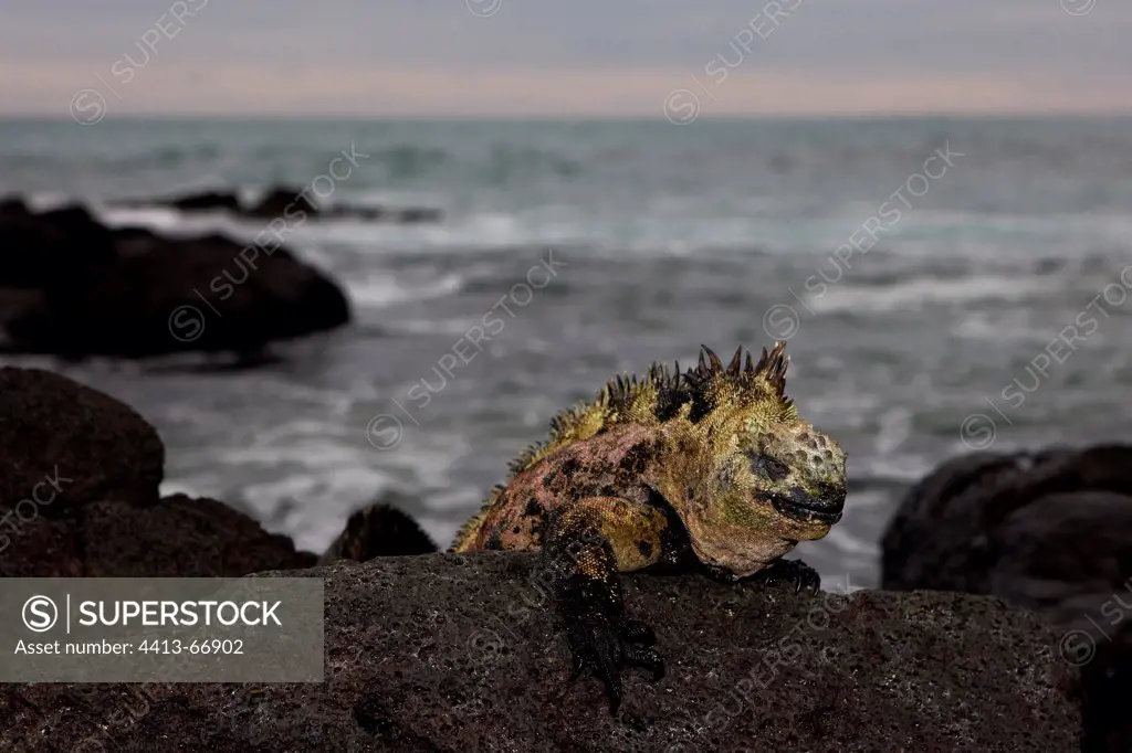 Male Marine Iguana on coastal rocks Galapagos