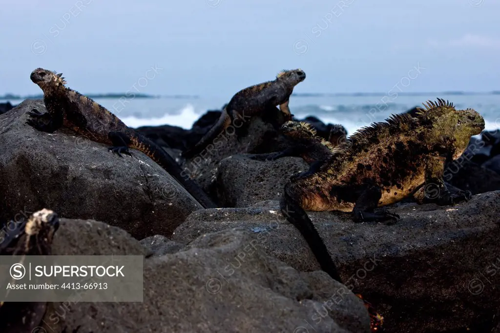 Male and females Marine Iguanas on rocks Galapagos