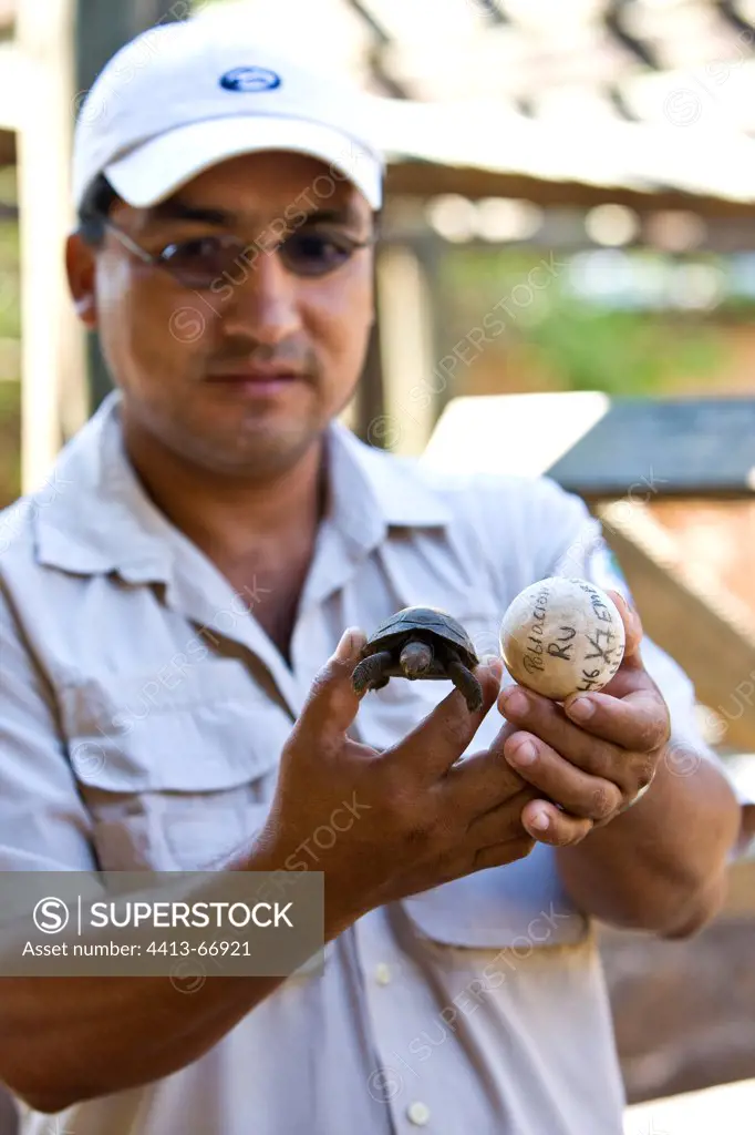 Egg and newborn of Galapagos giant tortoise