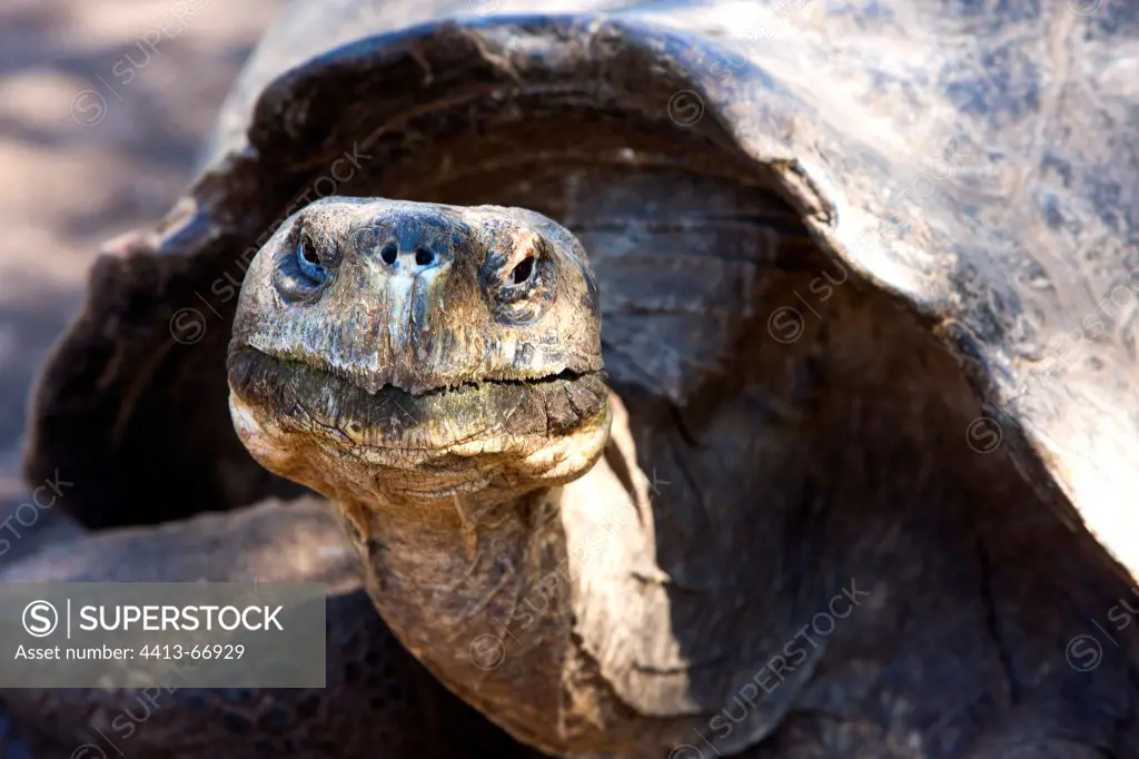 Portrait of an adult Iguana Cove Tortoises Galapagos