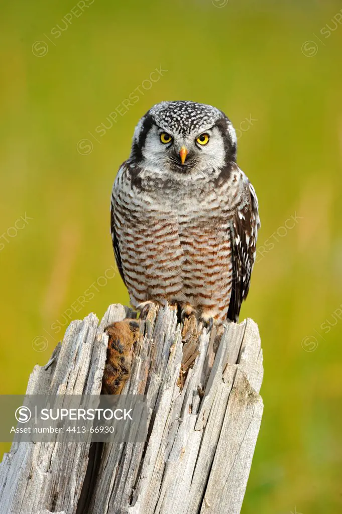Northern Hawk Owl hiding its prey in a picket Alaska