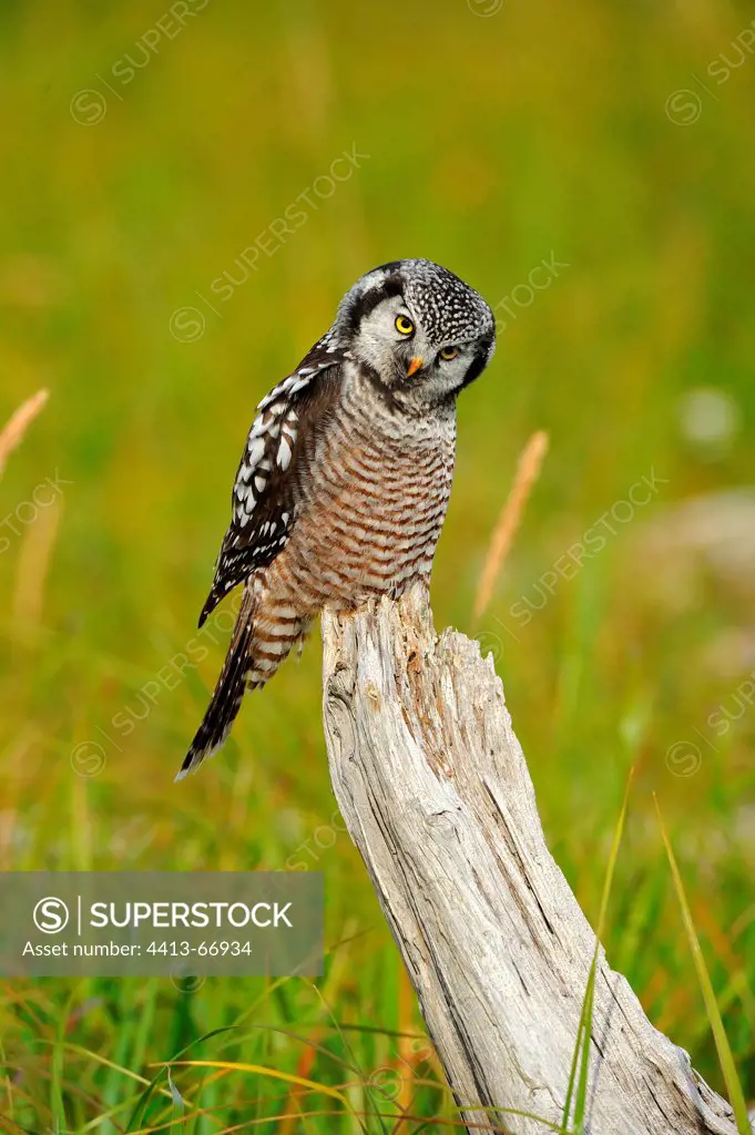 Northern Hawk Owl on a dead tree AlaskaUSA