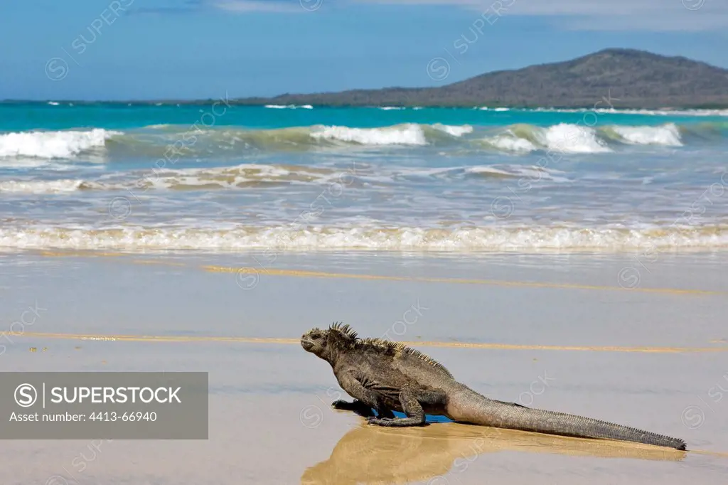 Marine Iguane walking on a beach Isabela Island Galapagos