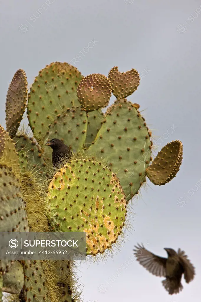 Common Cactus Finch on a Opuntia Cactus Galapagos