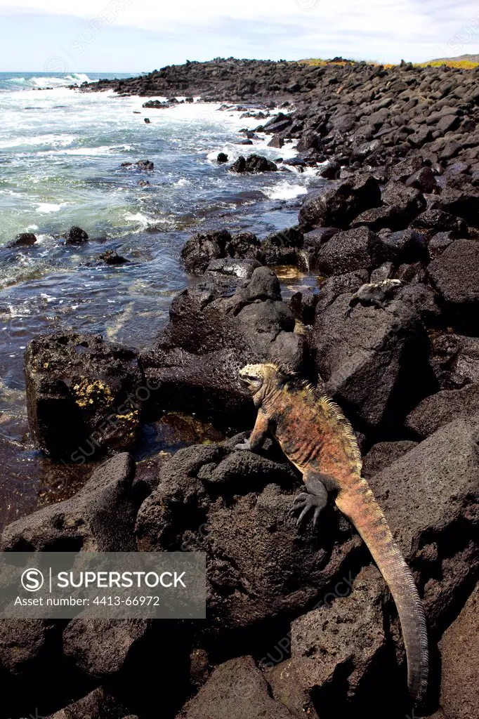 Male Marine Iguana on coastal rocks Galapagos