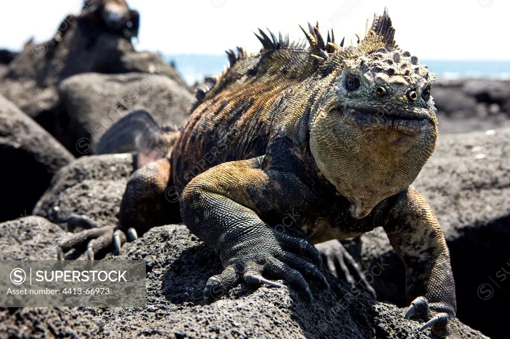 Male Marine Iguana on coastal rocks Galapagos