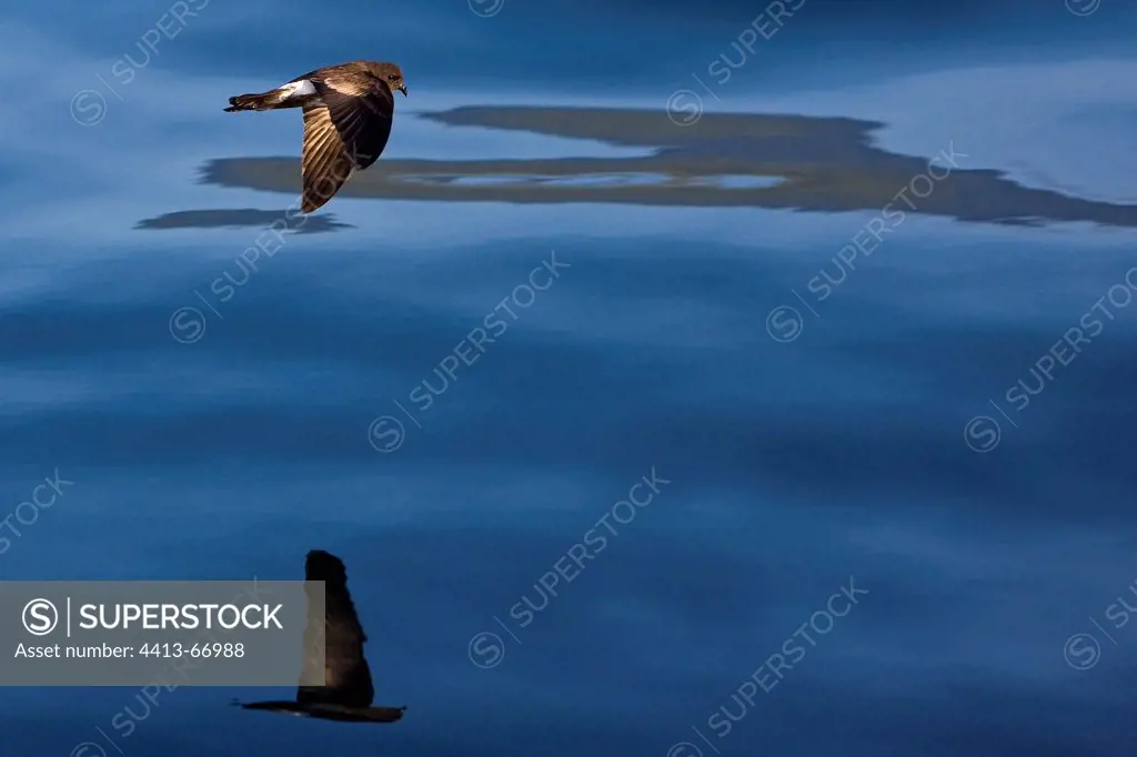 White vented Storm Petrel flying over ocean Galapagos