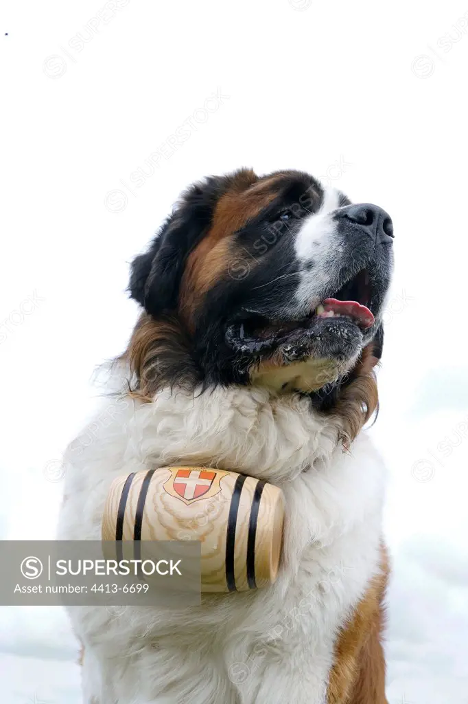 Saint Bernard with his small barrel at the neck France
