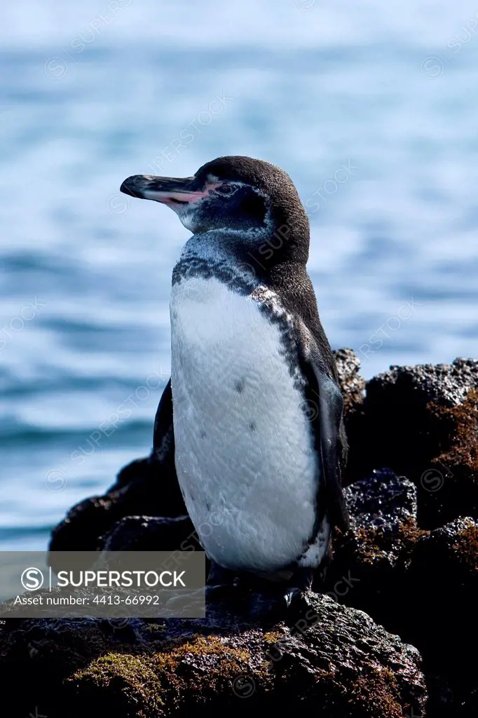 Galapagos Penguin on a coastal rock Galapagos