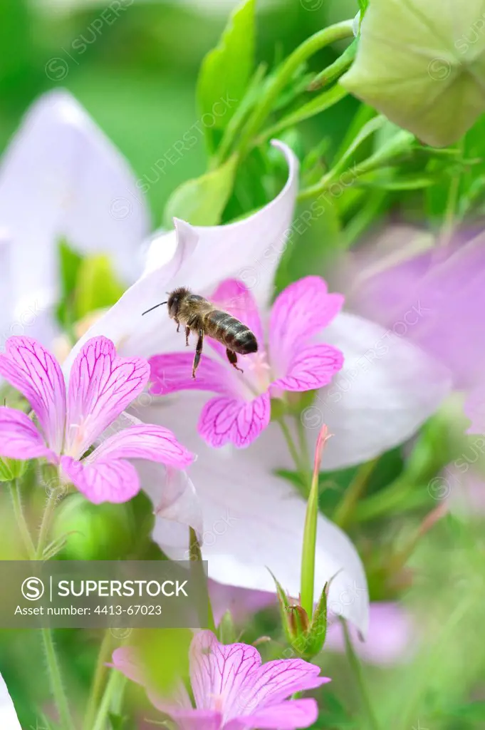Bee gathering nectar of a geranium in a garden