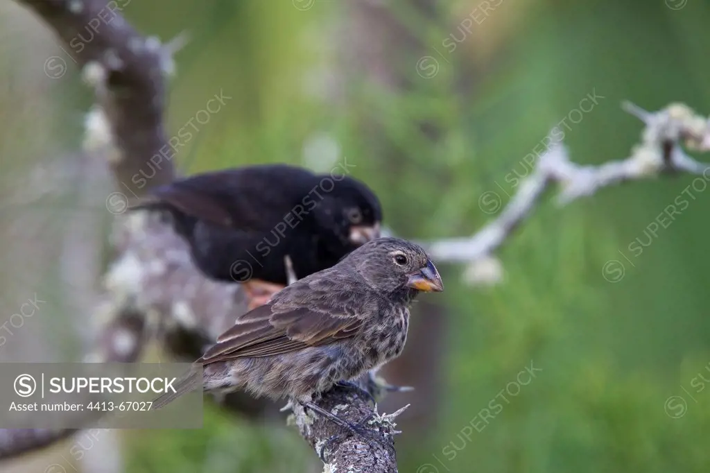 Male and female Medium Ground Finches Galapagos