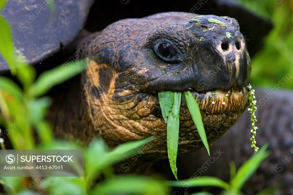 Giant Tortoise eatin grass Galapagos