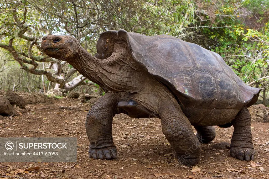 Chatham Island Tortoise moving Galapagos