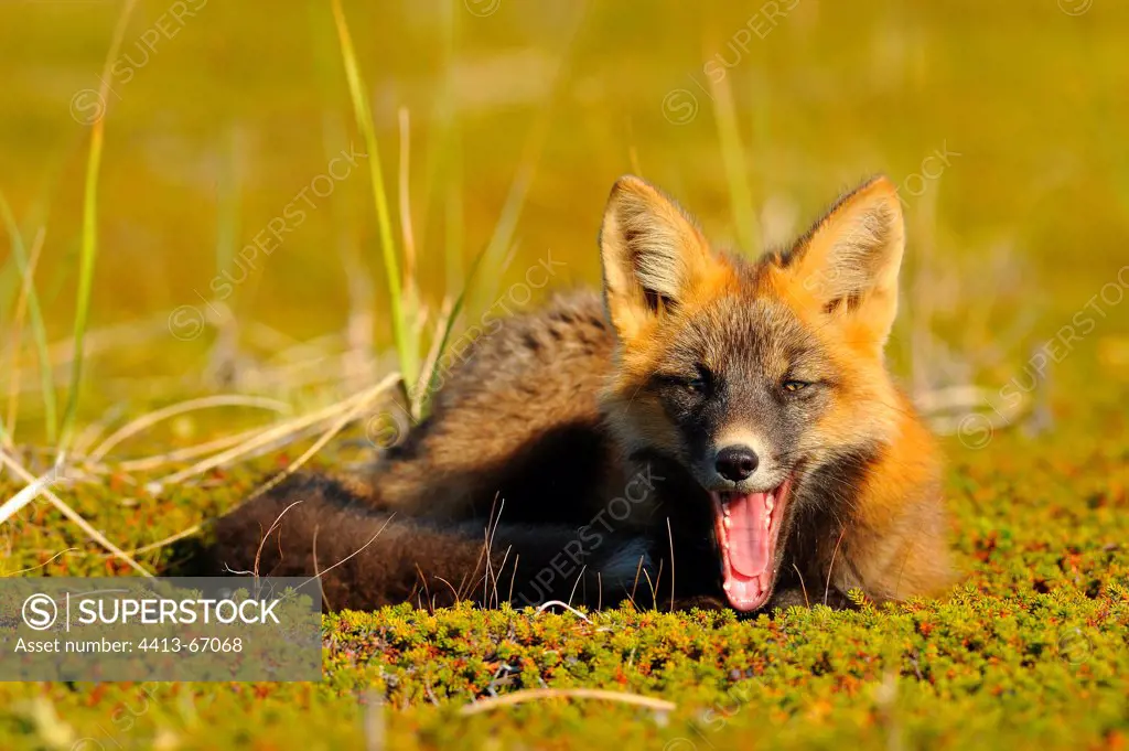 Young red fox yawning in the tundra, Alaska USA