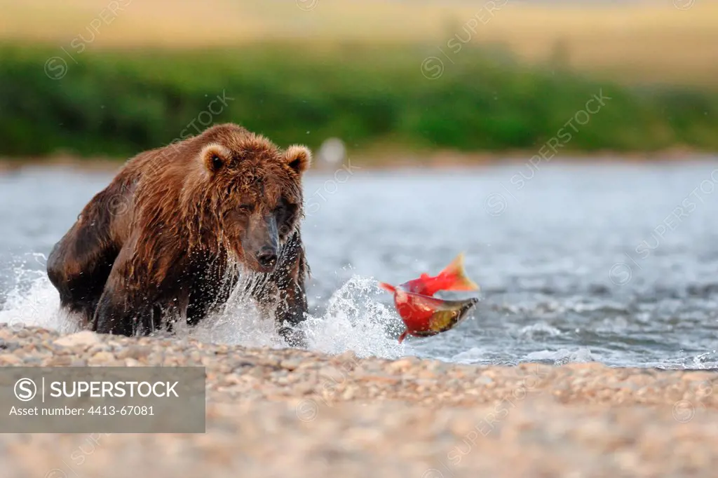 Grizzly catching Sockeye salmon Katmai Alaska USA