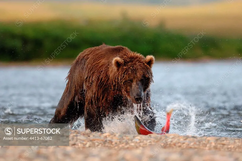 Grizzly catching Sockeye salmon Katmai Alaska USA