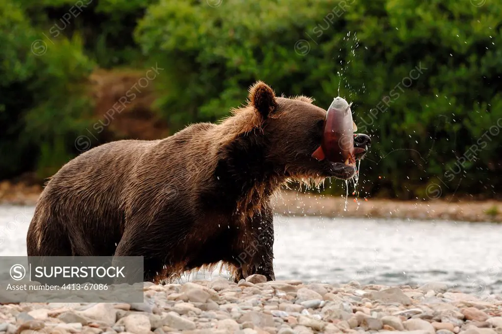 Grizzly with a female Salmon loses her eggs KatmaiAlaska