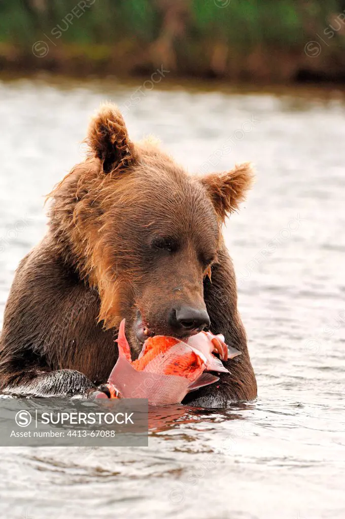 Grizzly eating a sockeye salmon in a river Katmai Alaska