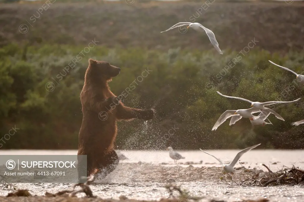 Grizzly hunting Gulls from a salmon river KatmaiAlaska