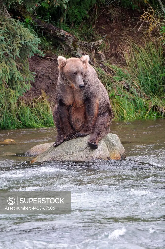 Grizzly on the lookout on a rock in the river KatmaiAlalska