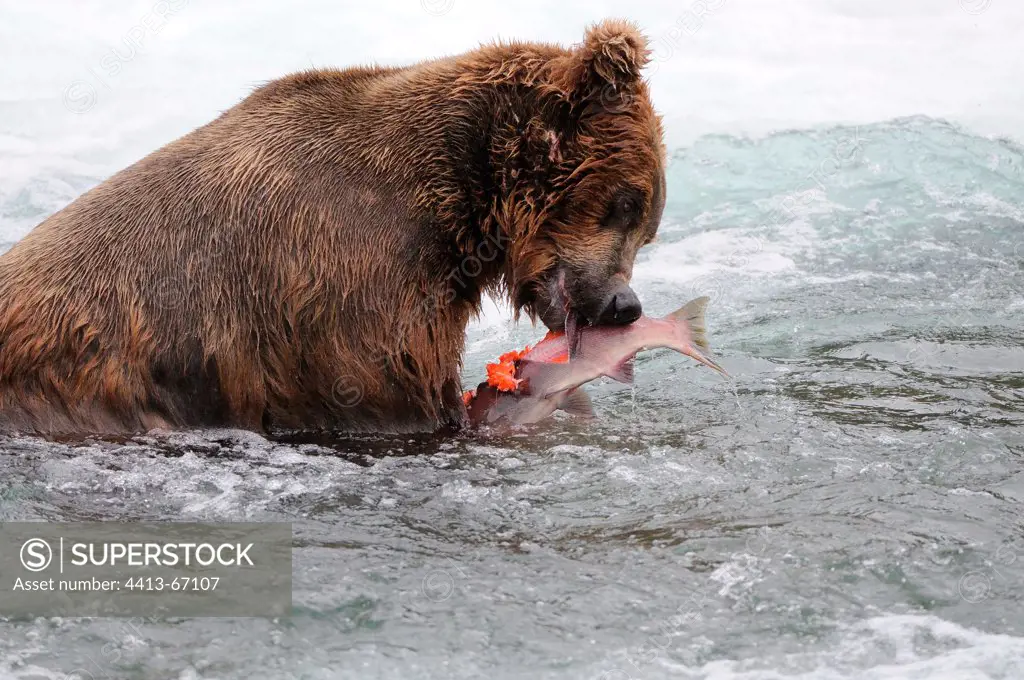 Grizzly eating a sockeye salmon in a river Katmai Alaska