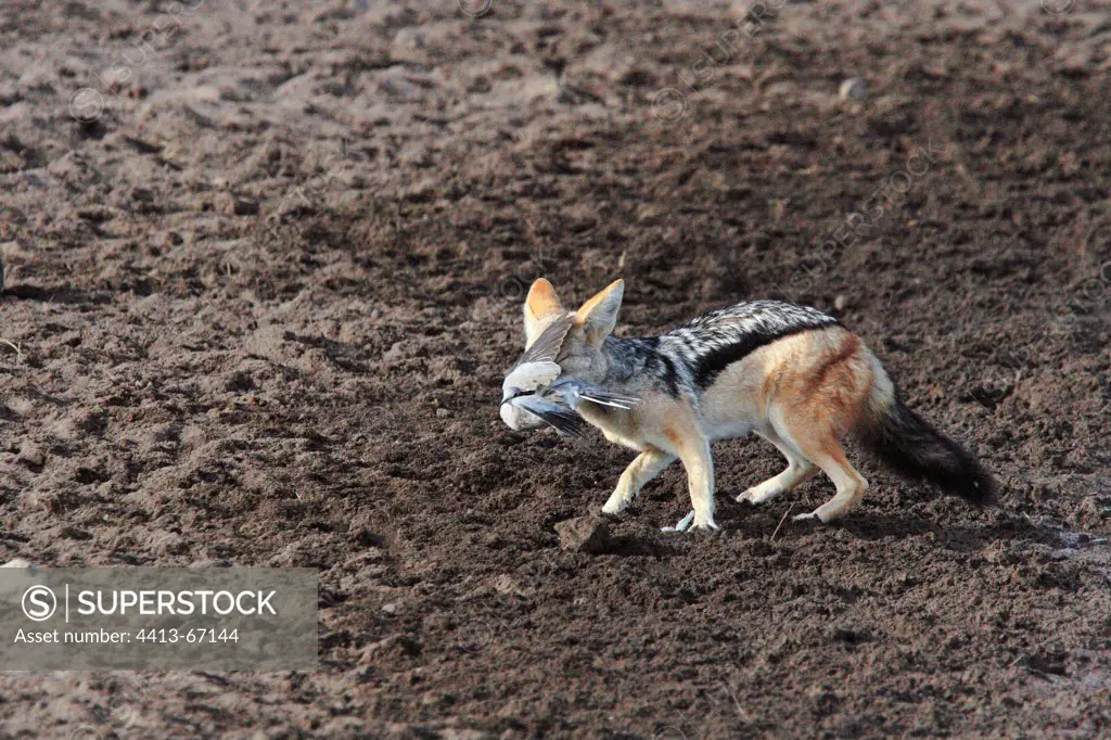 Black backed jackal just catching a ring necked dove