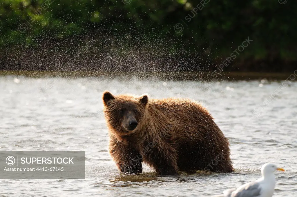 Grizzly shake a river in Katmai, Alaska