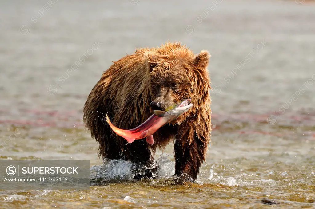 Grizzly catching a sockeye salmon in a river Katmai Alaska