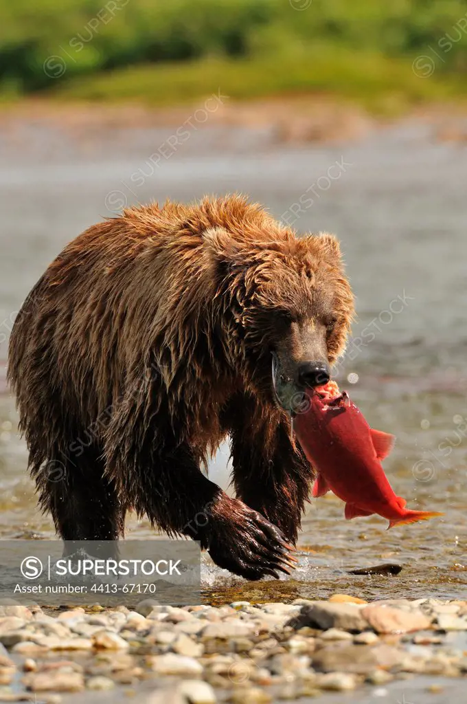 Grizzly catching a sockeye salmon in a river Katmai Alaska
