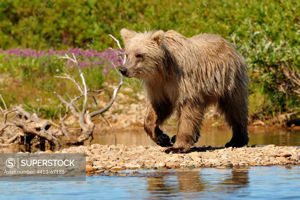 Sub-adult grizzly bear walking on bank Katmai Alaska