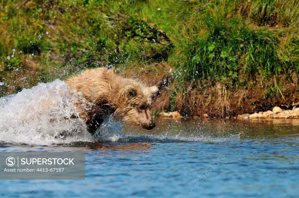 Grizzly pursuing a red salmon in a river Katmai Alaska