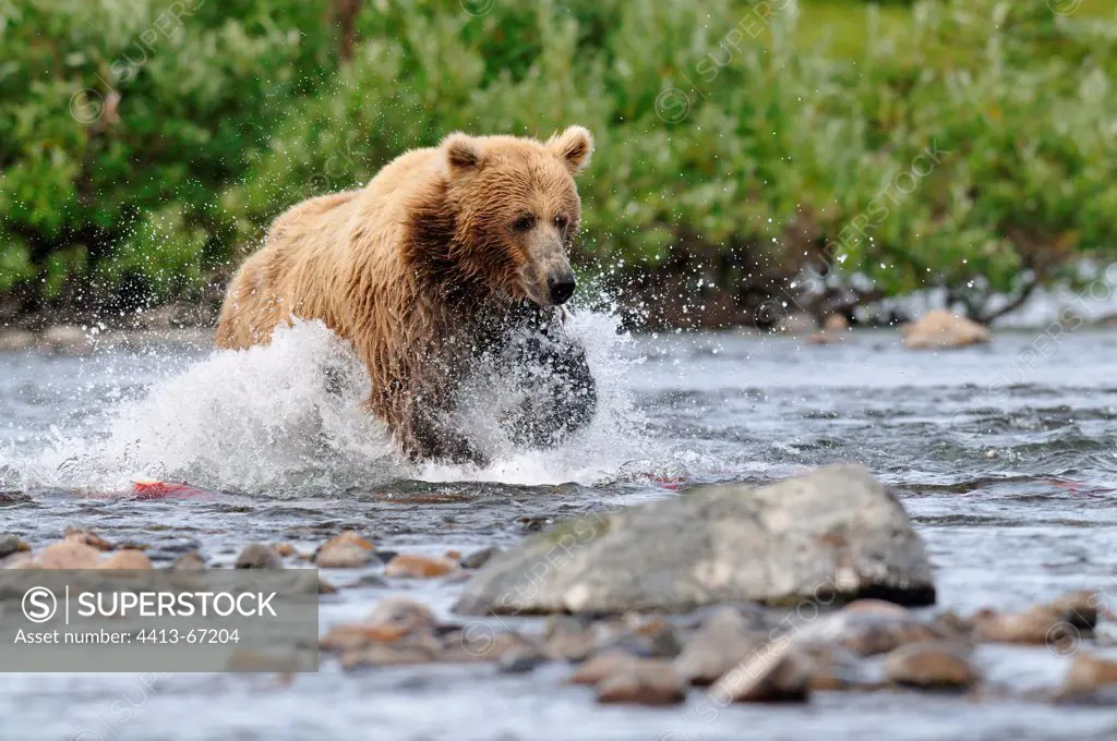 Grizzly pursuing a red salmon in a river Katmai Alaska