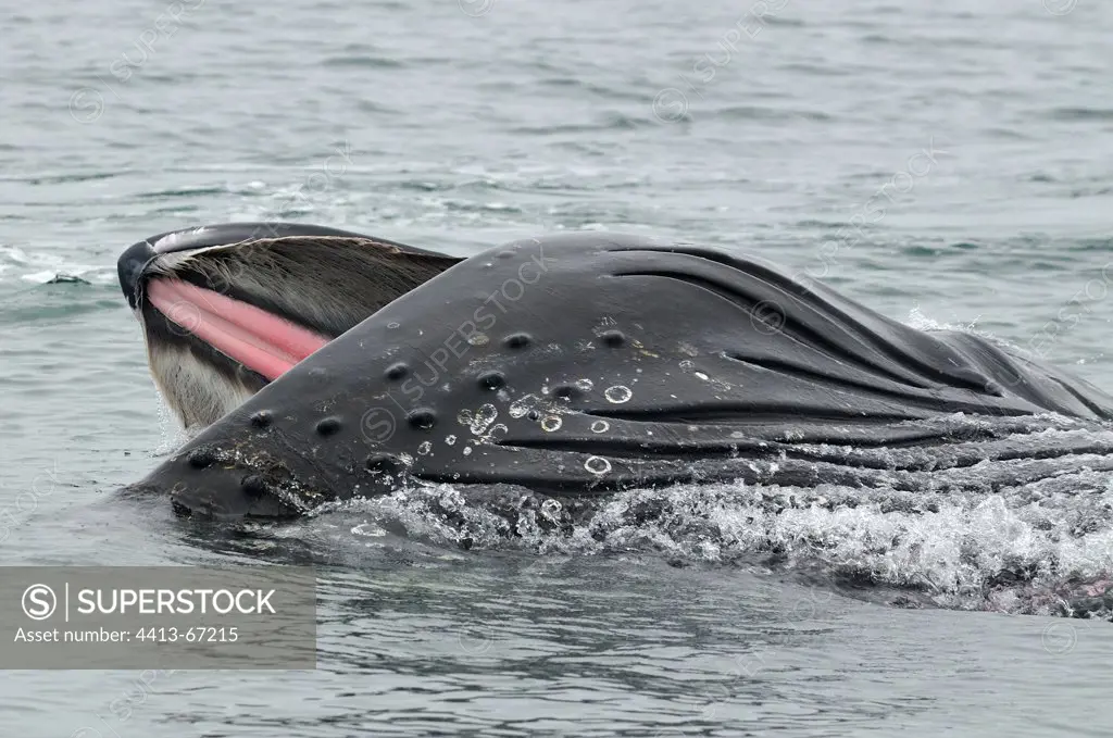Humpback whale feeding behaviour Alaska USA