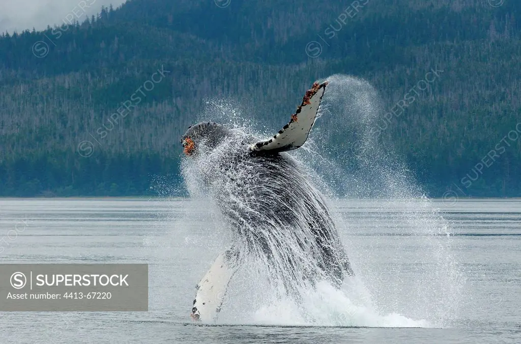 Humpback whale jumping out of water Alaska USA