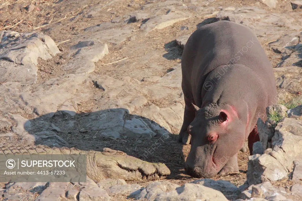 Meeting between subadult hippo and a Nil crocodile